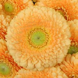 Germini aprico Pomponi Peachy