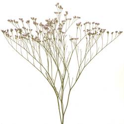 Limonium hell rosa Florida XL75cm