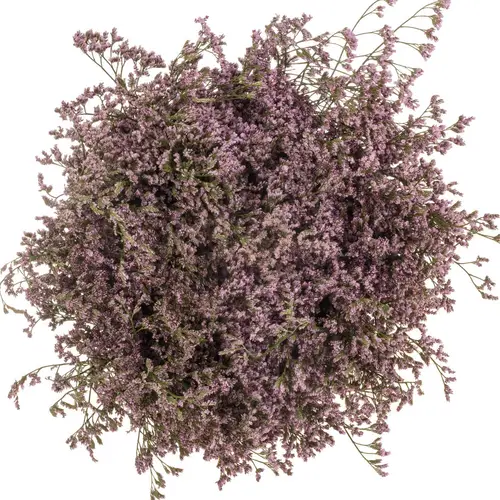 Limonium hell rosa Florida XL75cm