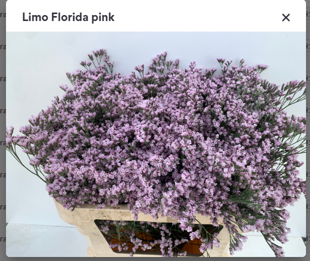 Limonium hell rosa Florida XL75cm