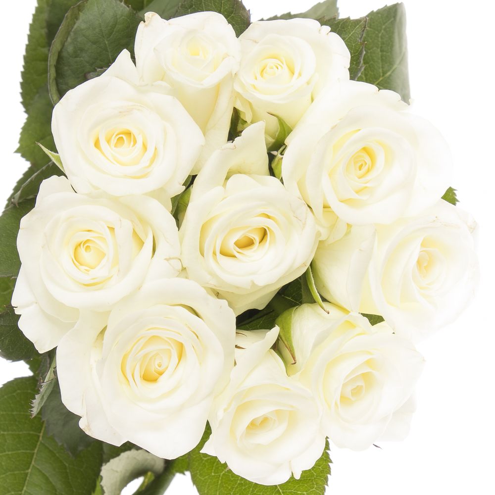 Rose weiss Akito    70cm