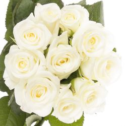 Rose weiss Akito    70cm