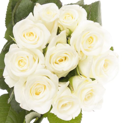 Rose weiss Akito    70cm