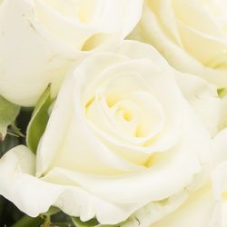 Rose weiss Akito    70cm