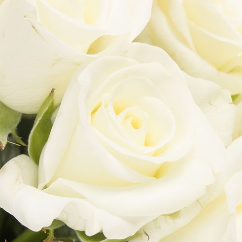 Rose weiss Akito    70cm