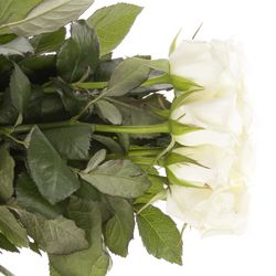 Rose weiss Akito    70cm