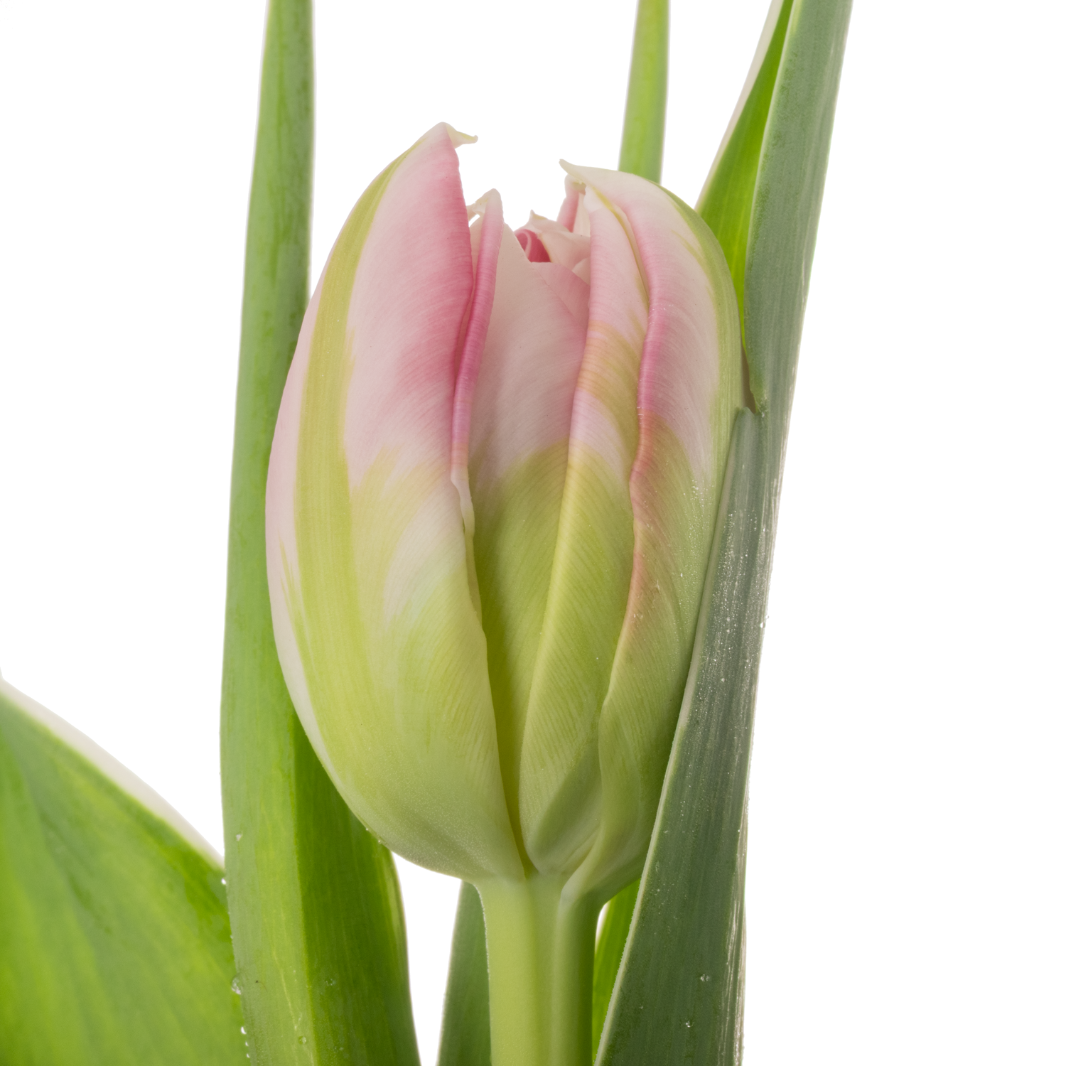 Tulpe pink doppel Flash Point 32 Gramm