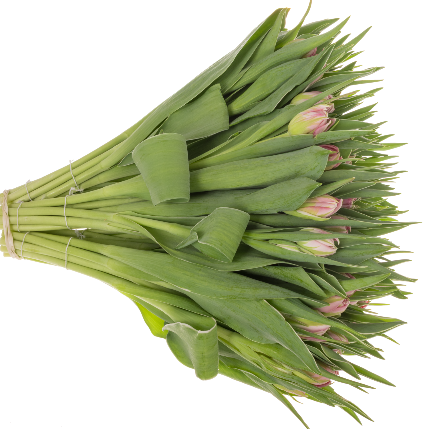 Tulpe pink doppel Flash Point 32 Gramm