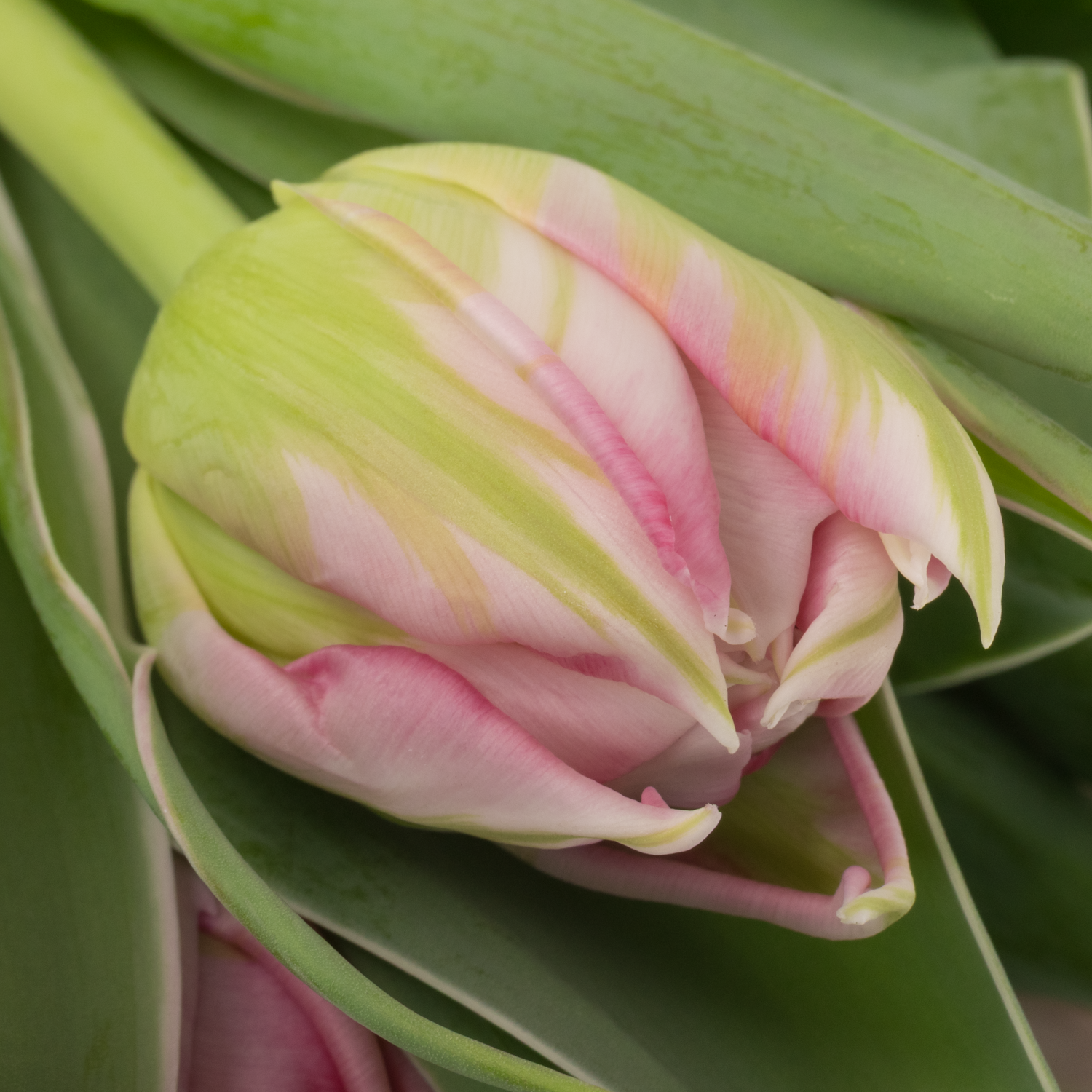 Tulpe pink doppel Flash Point 32 Gramm