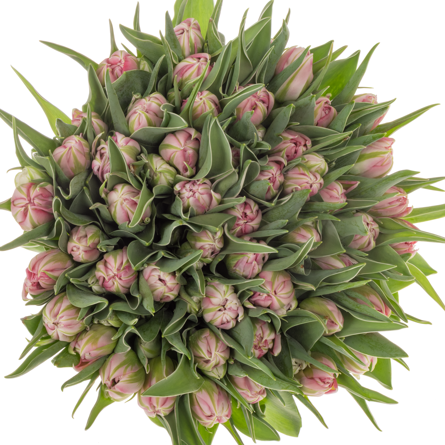 Tulpe pink doppel Flash Point 32 Gramm