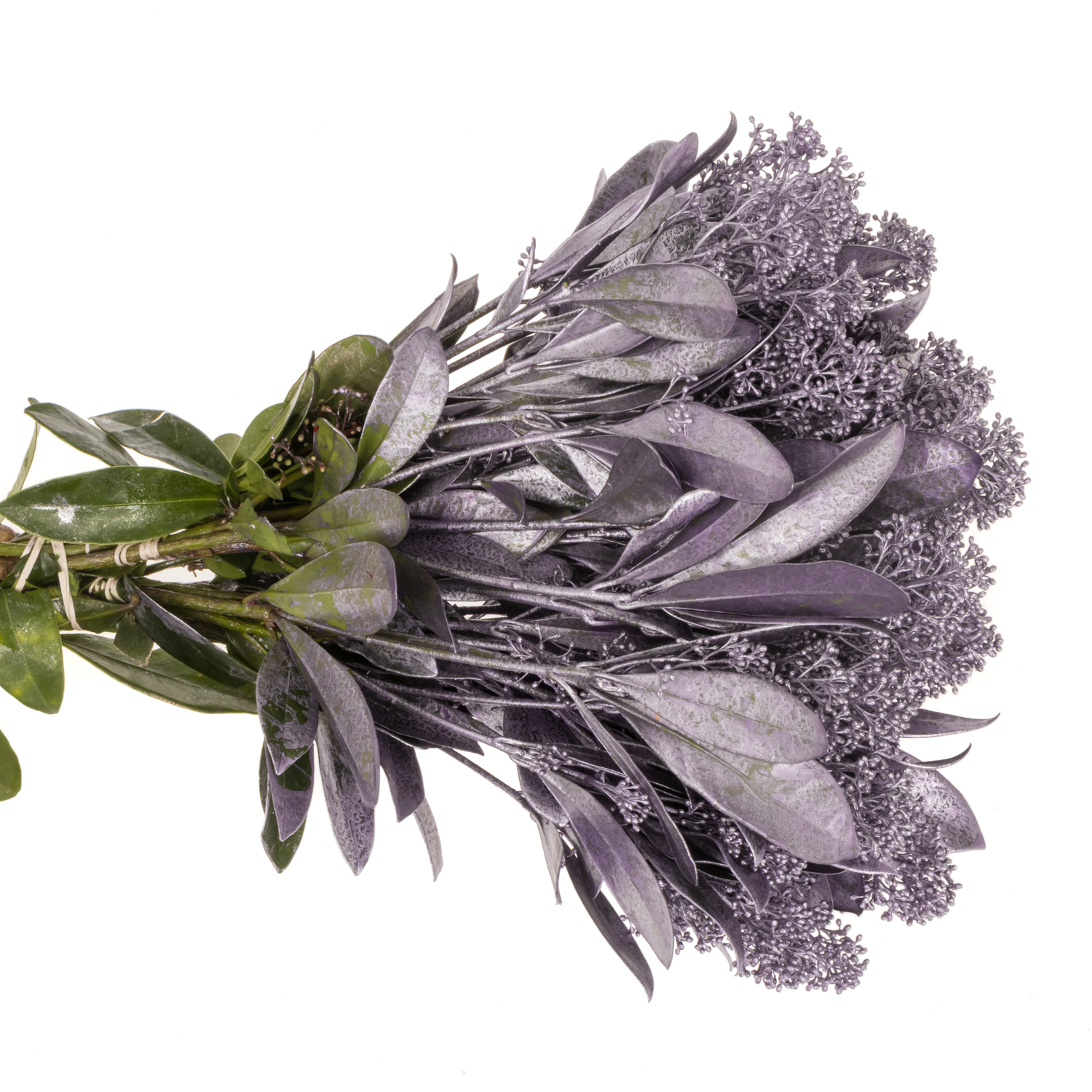 Skimmia cerise Metallic gefärbt 40cm