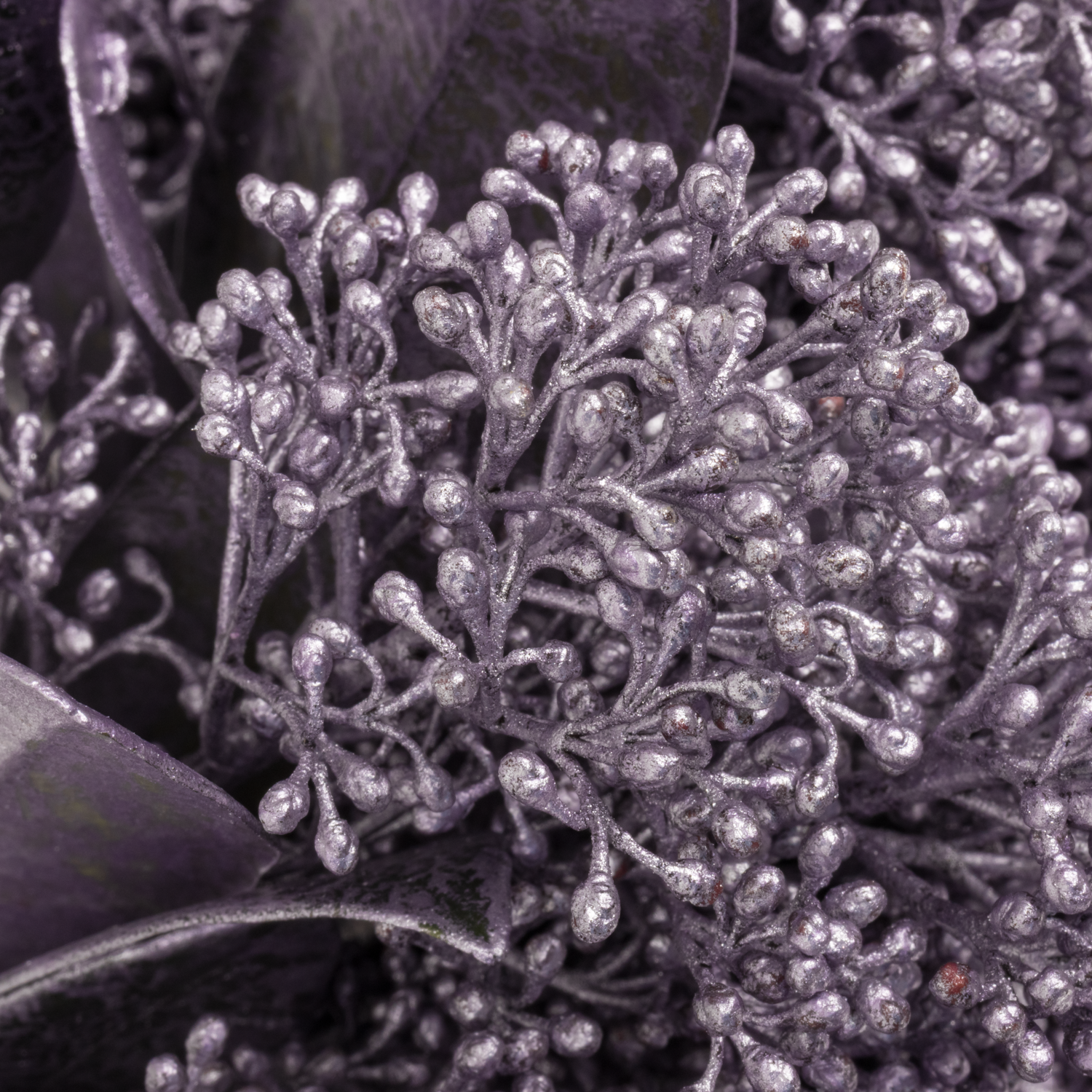 Skimmia cerise Metallic gefärbt 40cm