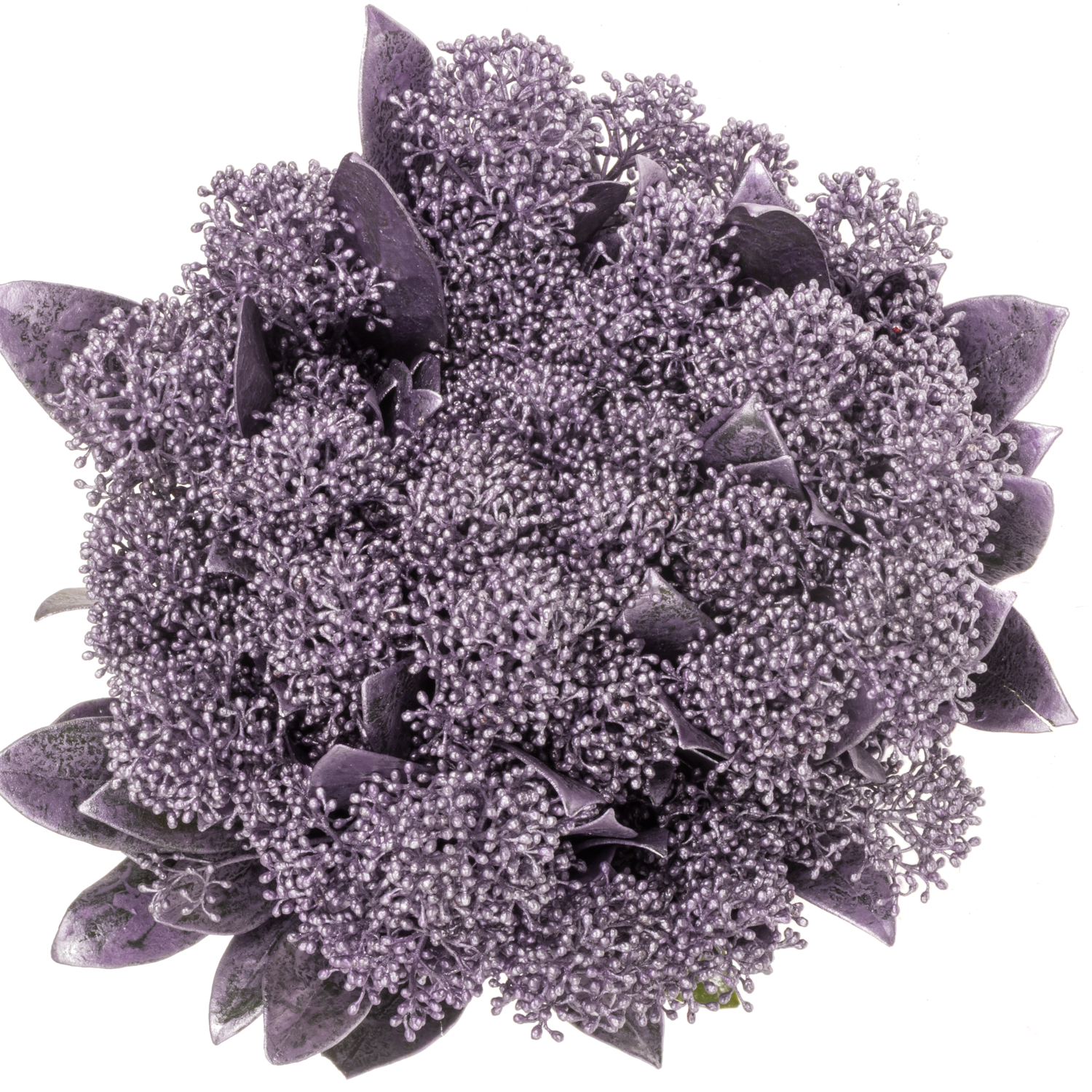 Skimmia cerise Metallic gefärbt 40cm