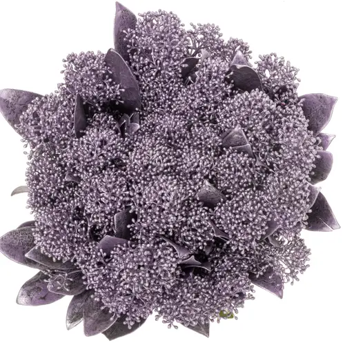 Skimmia cerise Metallic gefärbt 40cm