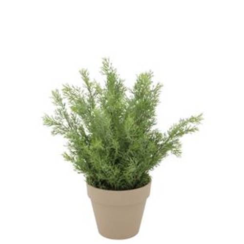 Seiden Zypresse im Übertopf 18x18x21cm