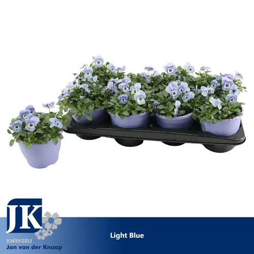 Hornveilchen hell blau T14 H012