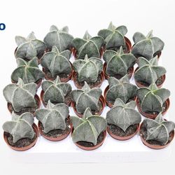 Astrophytum Myriostigma T05,5 H12