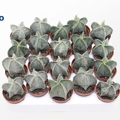Astrophytum Myriostigma T05,5 H12