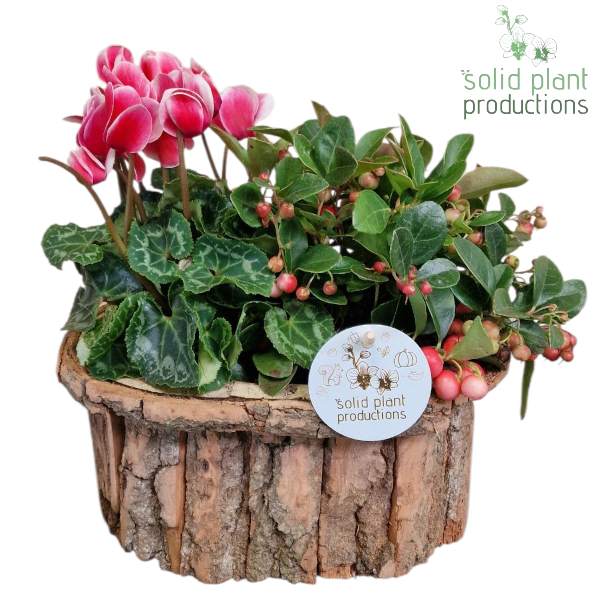 Garten.Arr BOS006 Herbst T22 H035