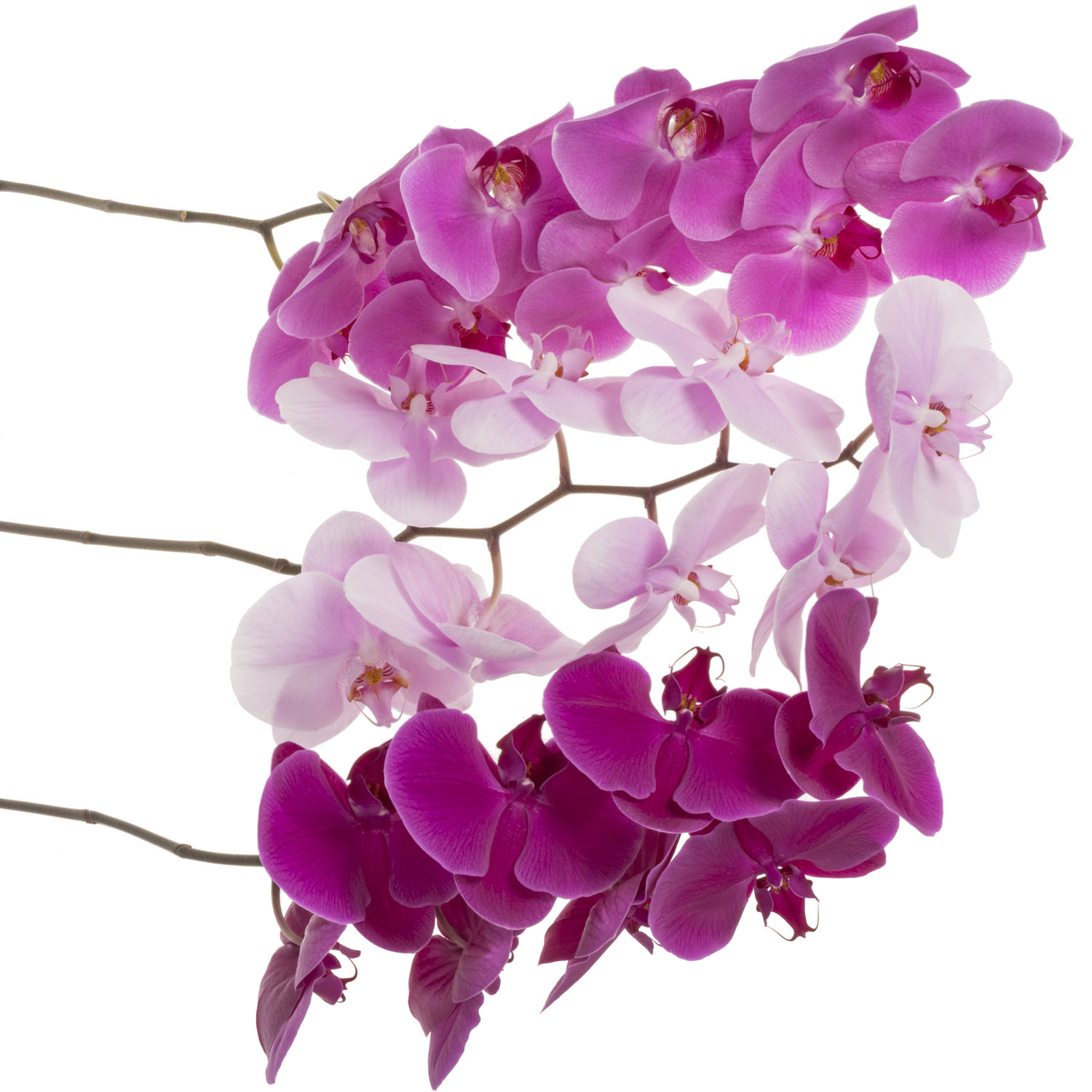 Phalaenopsis mix Valentin 60cm 7 Bis 9 Blute 3 Stiele