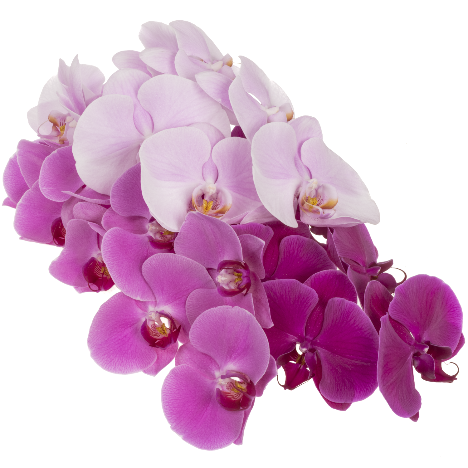 Phalaenopsis mix Valentin 60cm 7 Bis 9 Blute 3 Stiele