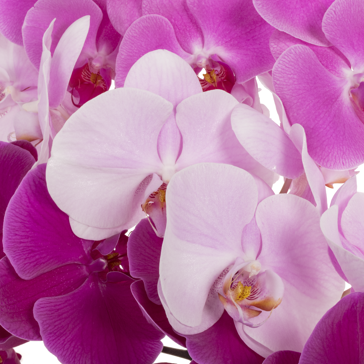 Phalaenopsis mix Valentin 60cm 7 Bis 9 Blute 3 Stiele