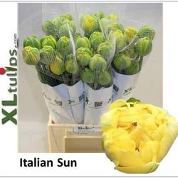 Franz.gelb doppel Italien Sun 65 Gramm 55cm