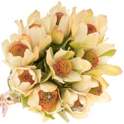 Leucadendron creme Pom Pom 40cm