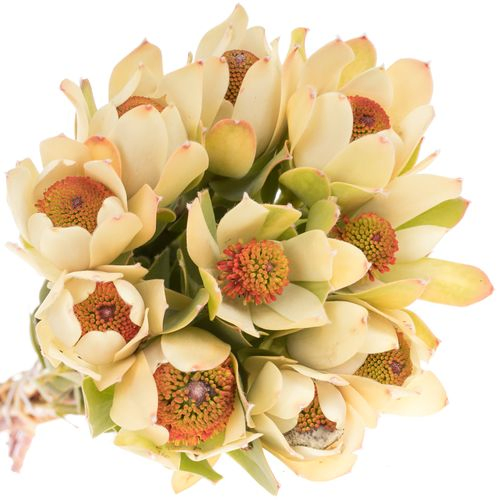 Leucadendron creme Pom Pom 40cm