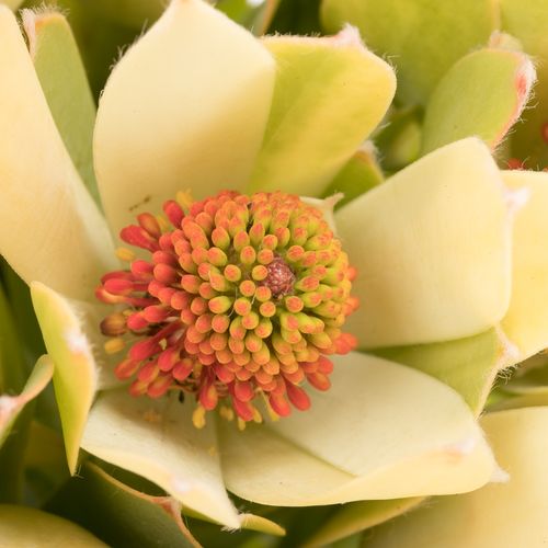 Leucadendron creme Pom Pom 40cm