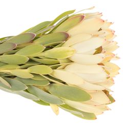 Leucadendron creme Pom Pom 40cm