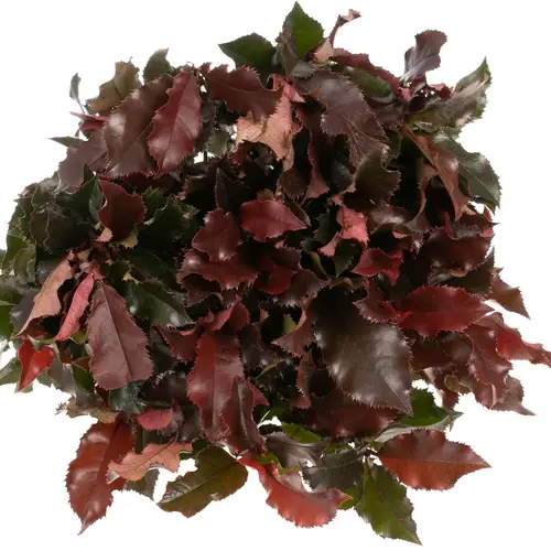 Photinia rot Volcano 60cm