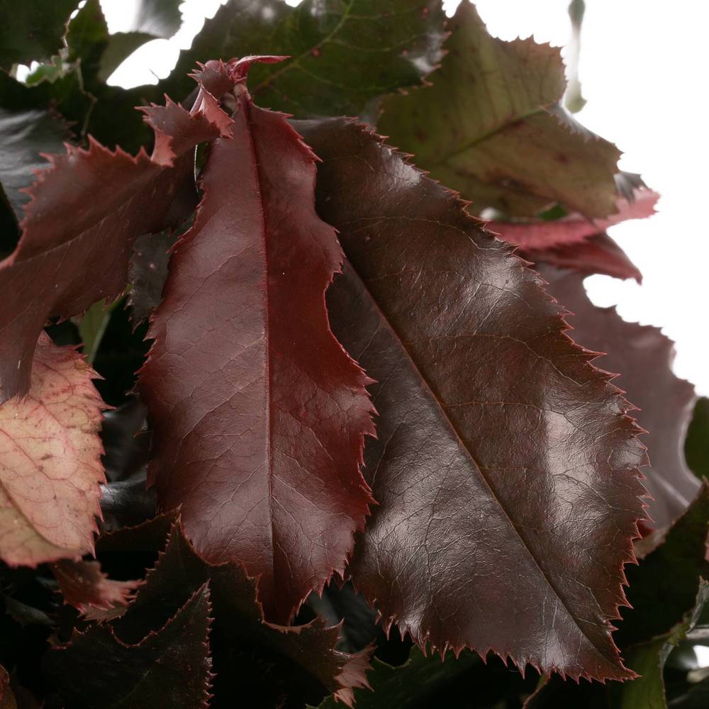 Photinia rot Volcano 60cm