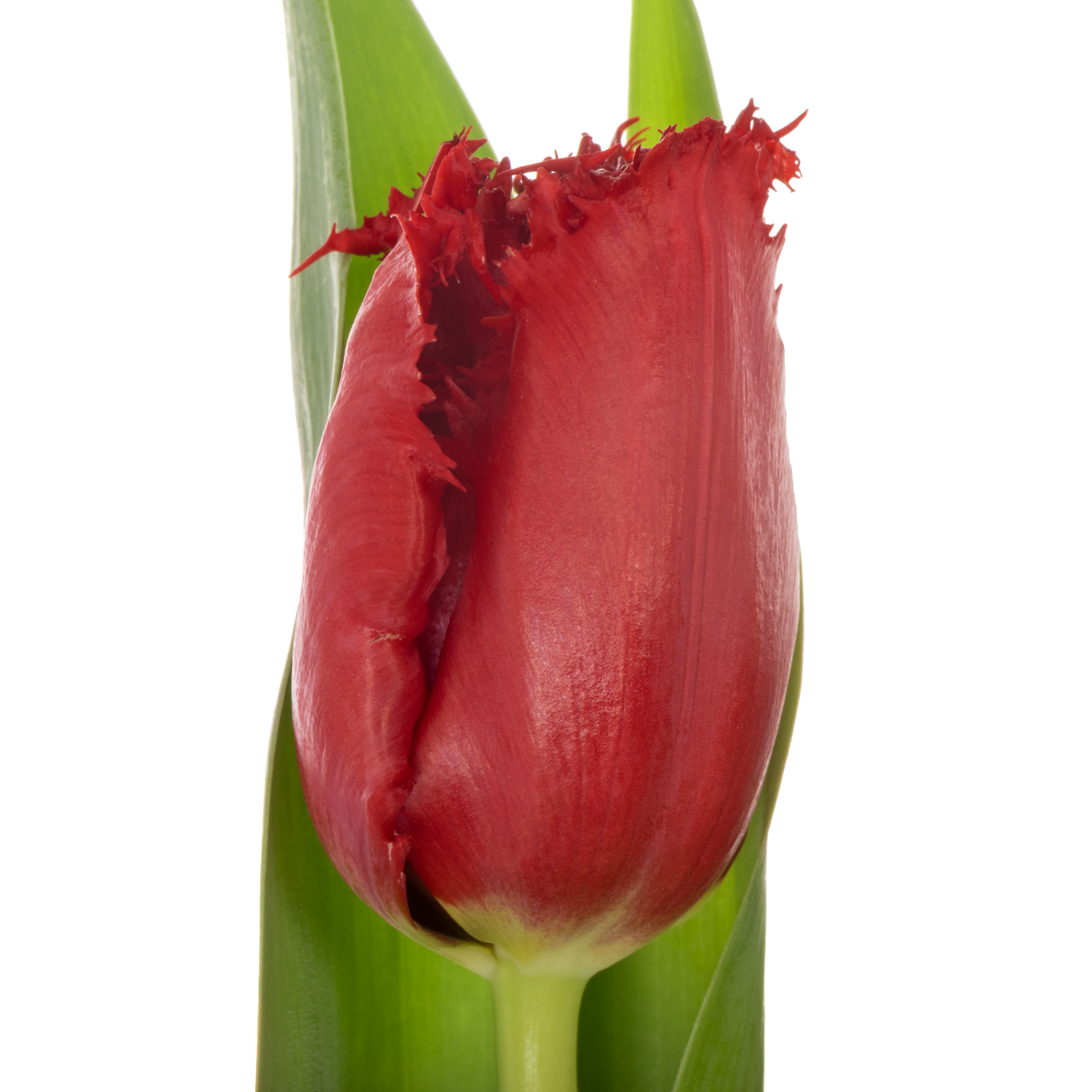 Tulpe rot Indiana 36 Gramm