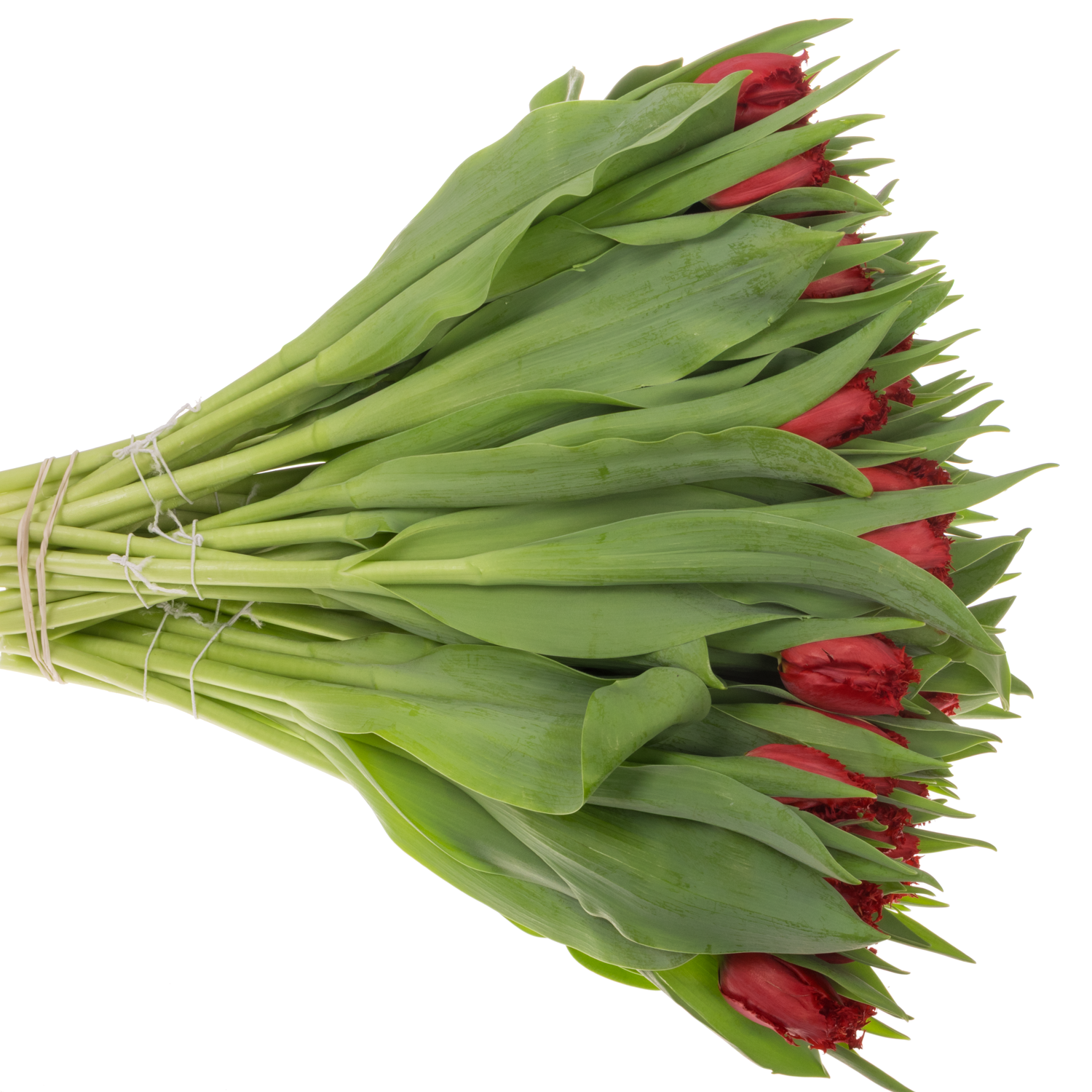 Tulpe rot Indiana 36 Gramm