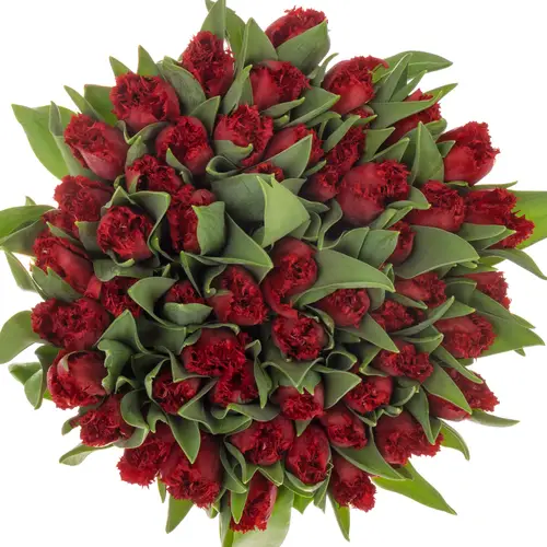Tulpe rot Indiana 36 Gramm