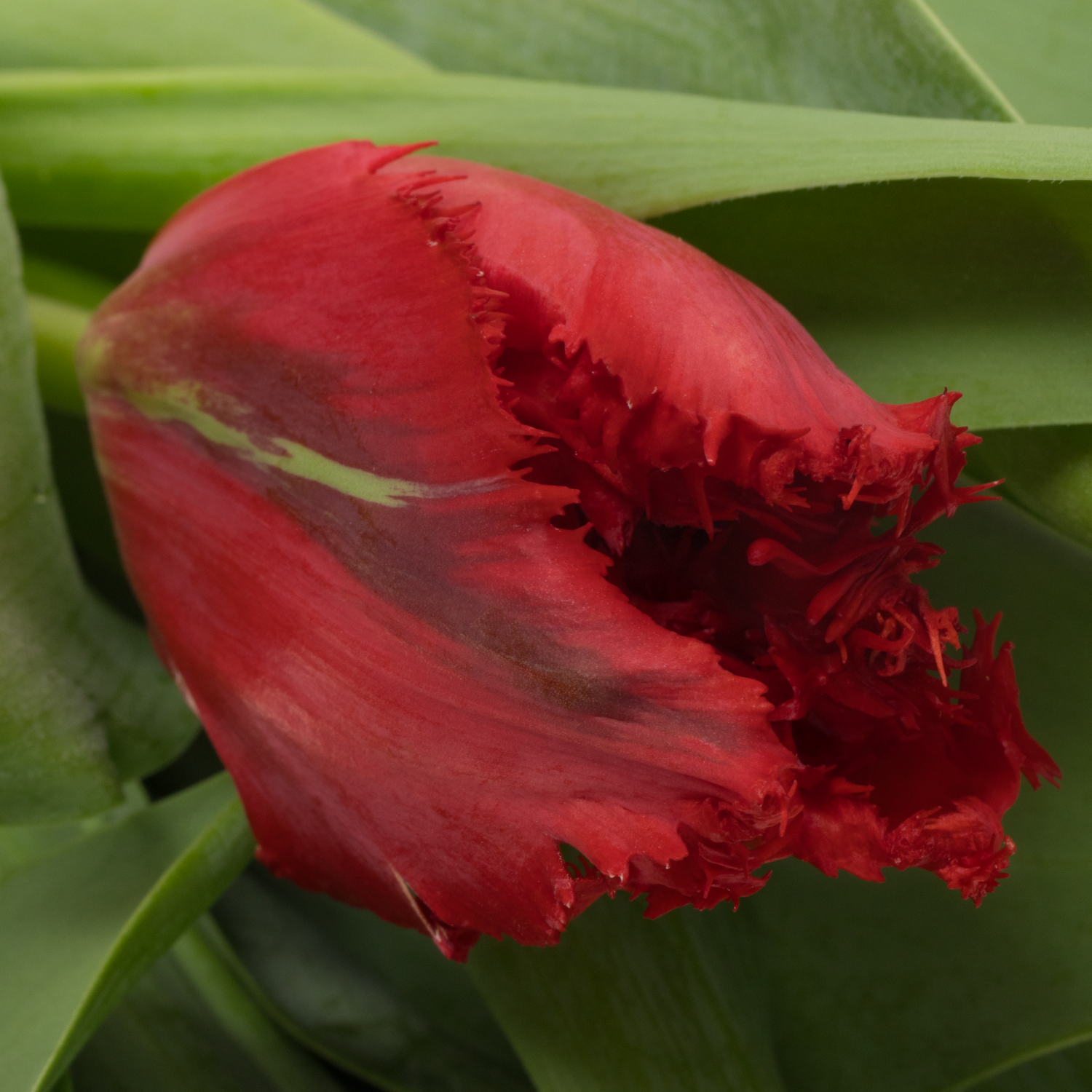 Tulpe rot Indiana 36 Gramm