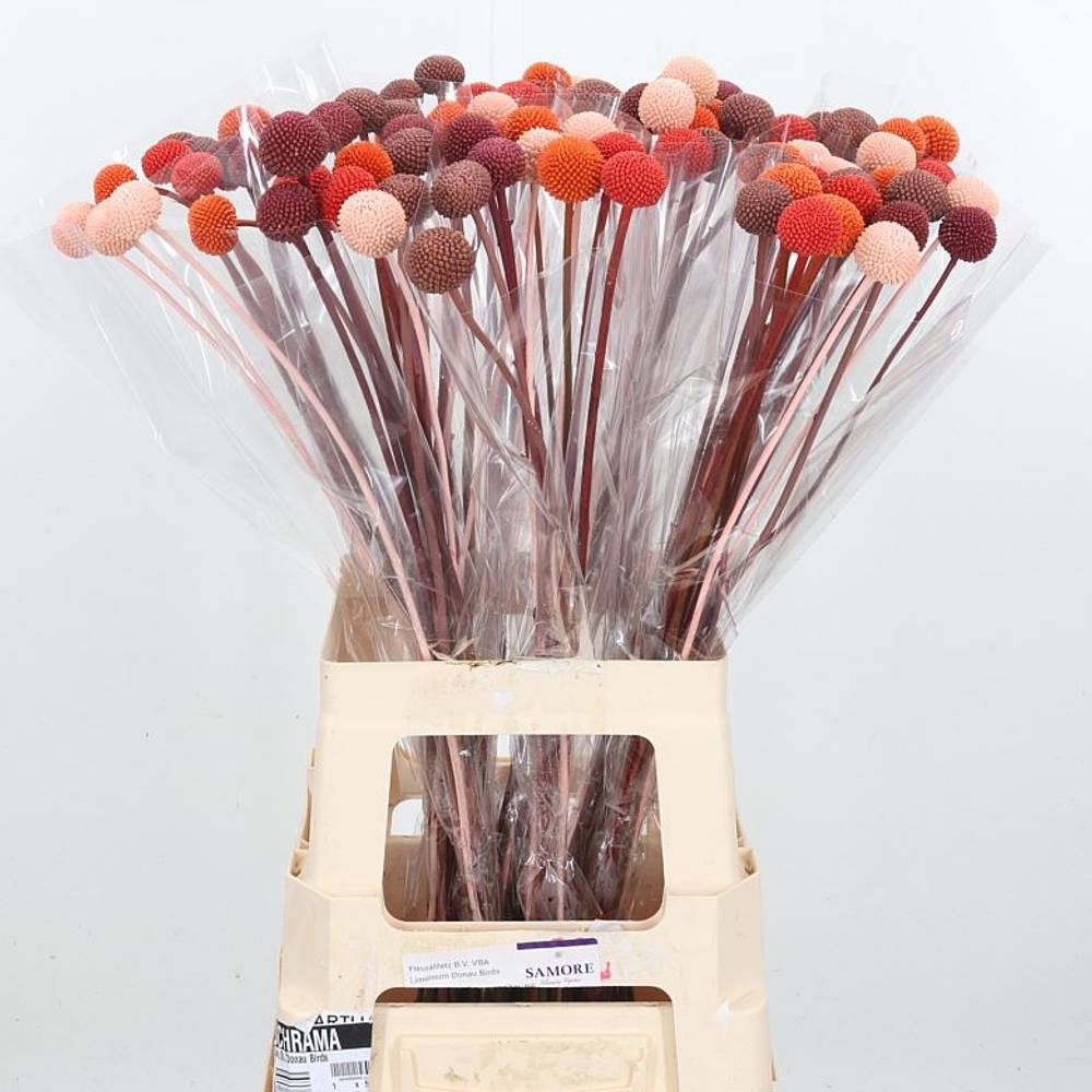 Craspedia mix Herbst gefärbt 70cm