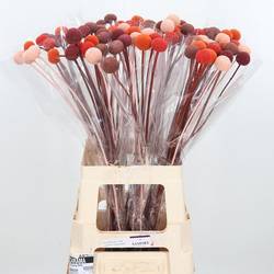 Craspedia mix Herbst gefärbt 70cm