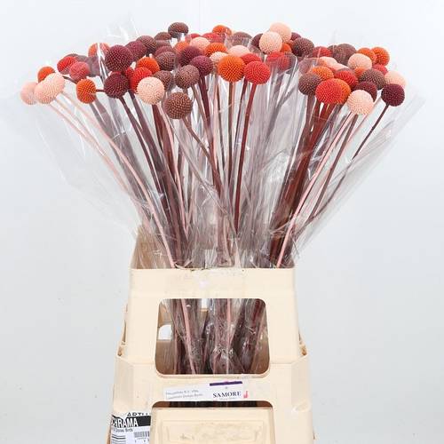 Craspedia mix Herbst gefärbt 70cm
