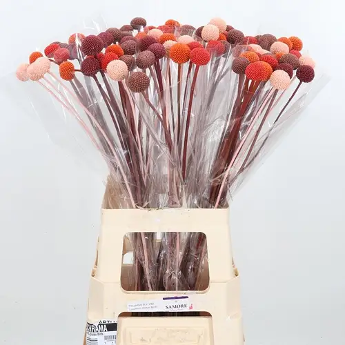 Craspedia mix Herbst gefärbt 70cm
