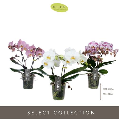 Phal.2-R mix Tablo T12 H40