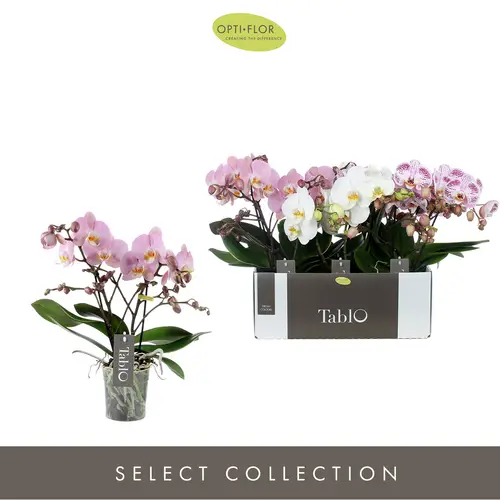 Phal.2-R mix Tablo T12 H40