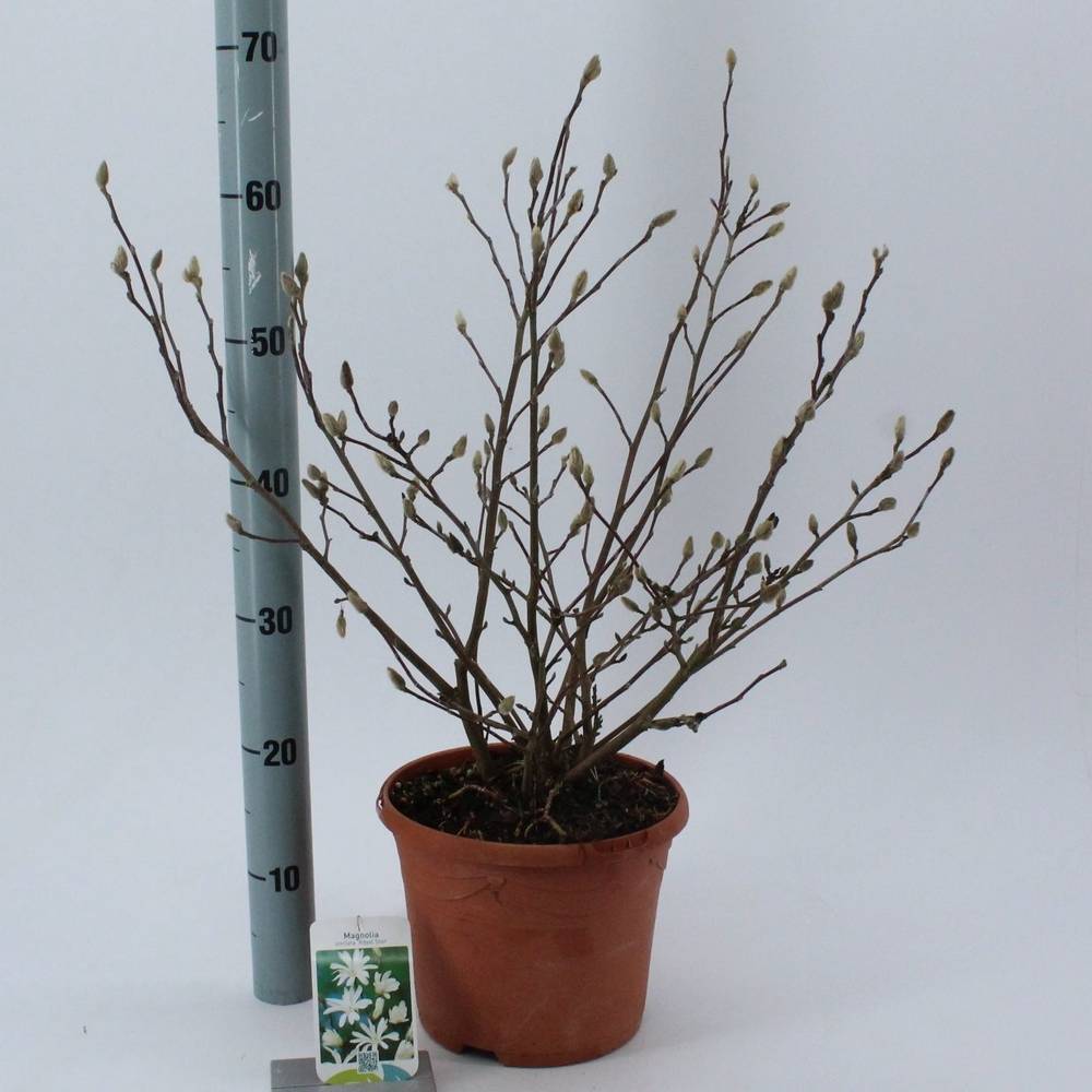 Magnolia Stelata T23 H65