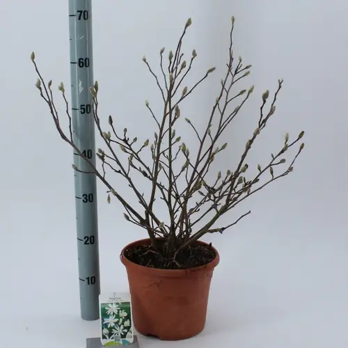 Magnolia Stelata T23 H65