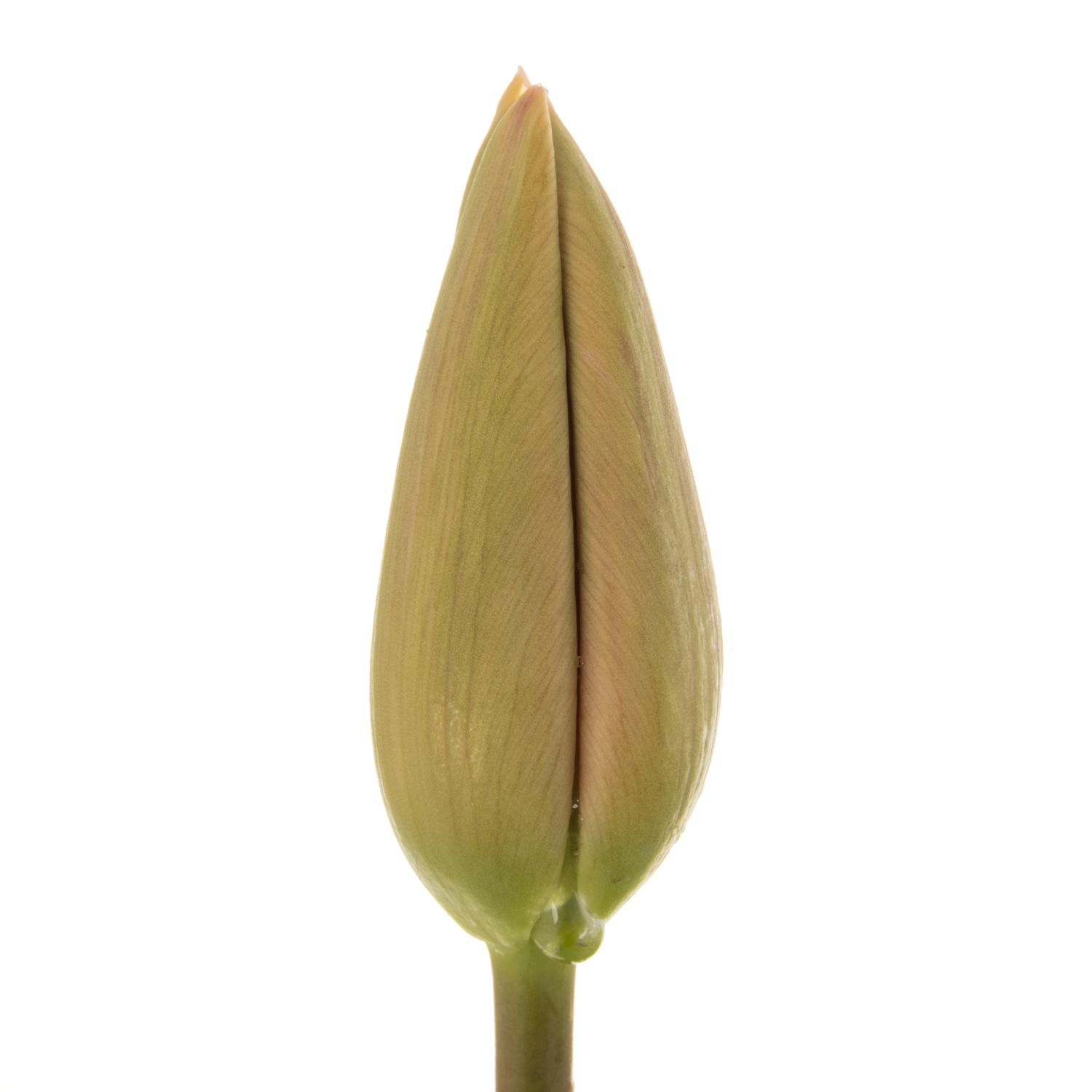 Tulpe Freiland hell rosa arade 26 Gramm