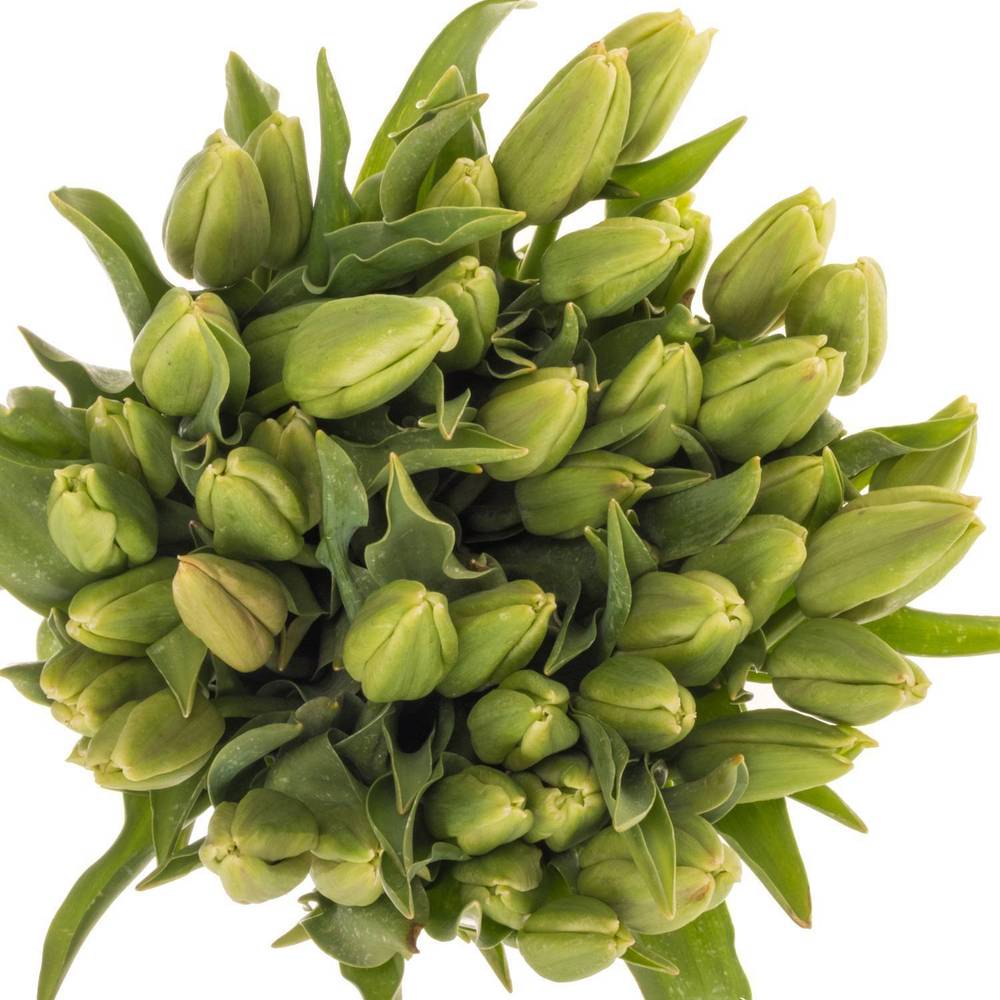 Tulpe Freiland hell rosa arade 35 Gramm