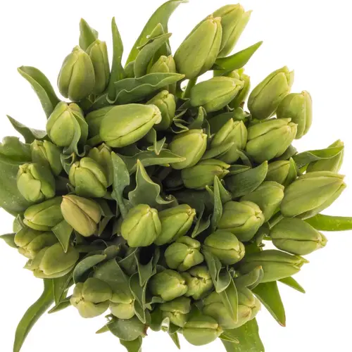 Tulpe Freiland hell rosa arade 35 Gramm