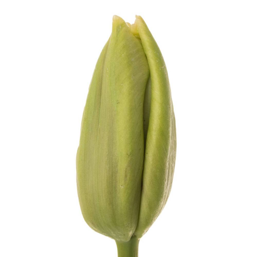 Tulpe Freiland hell rosa arade 35 Gramm