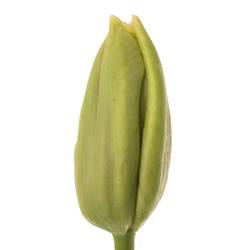 Tulpe Freiland hell rosa arade 35 Gramm